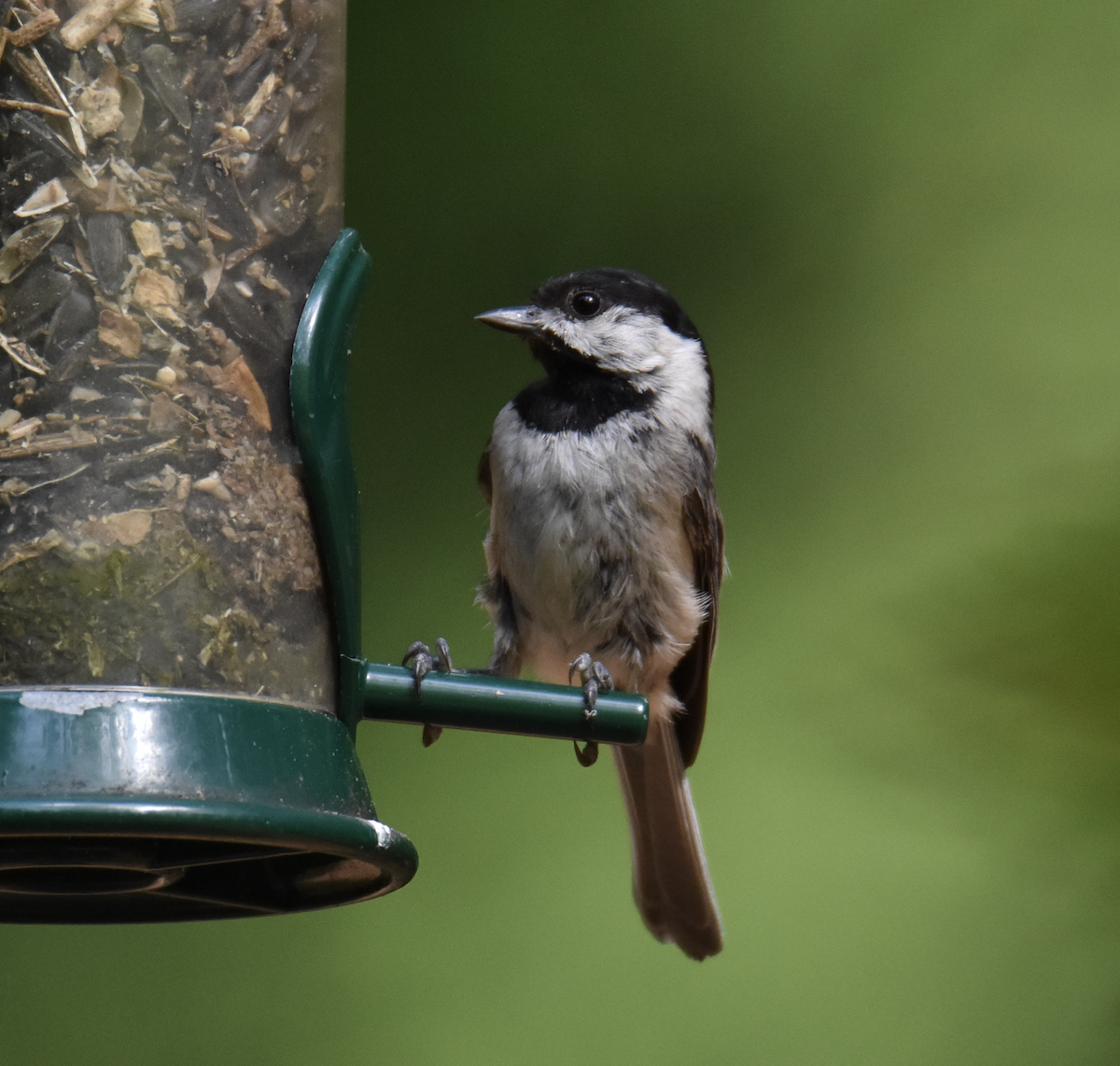 Carolina Chickadee - ML571232651