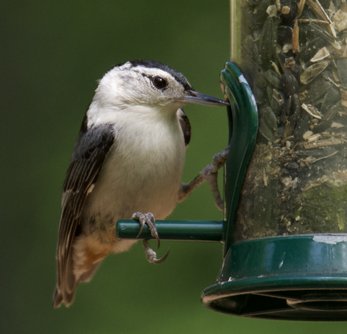 White-breasted Nuthatch - ML571232691