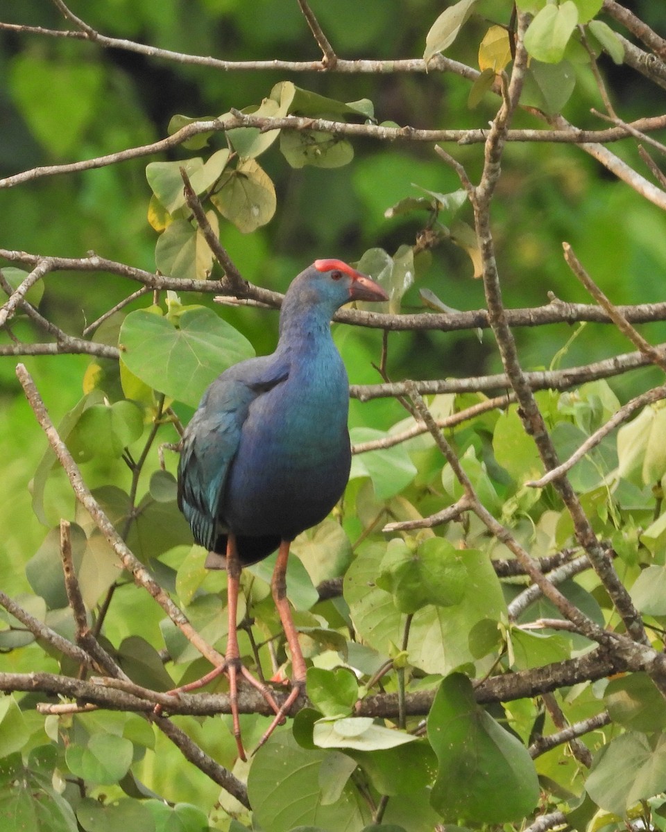 Gray-headed Swamphen - ML571232811