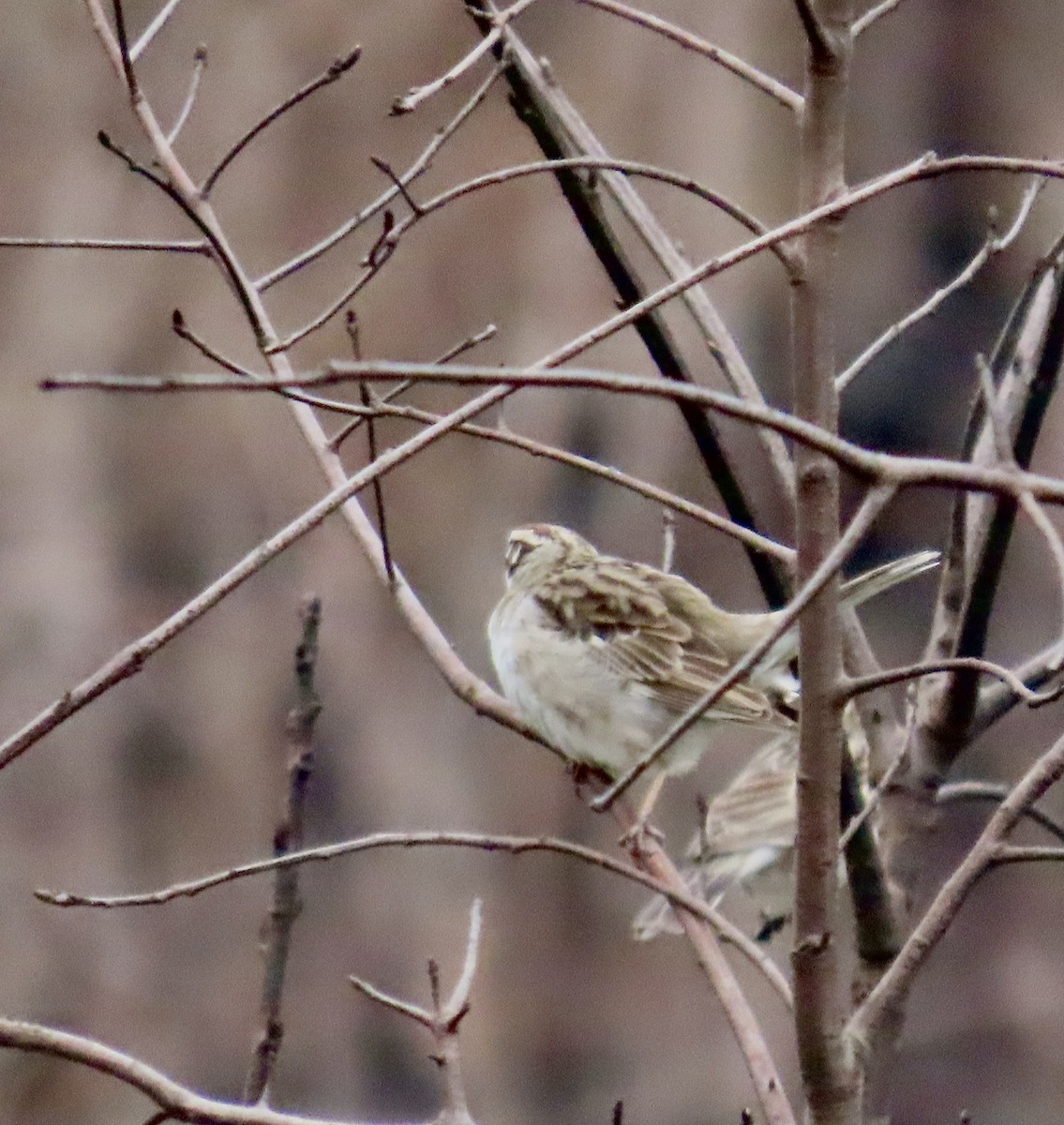 Lark Sparrow - ML571232861