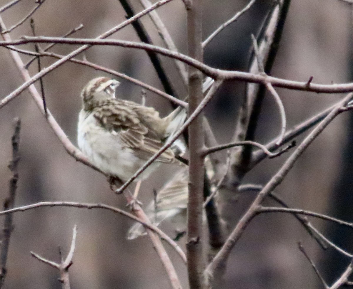 Bruant à joues marron - ML571232871