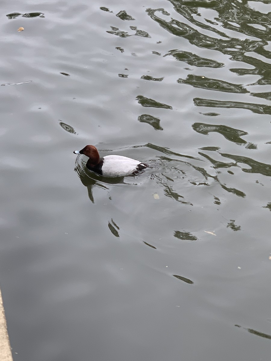 Common Pochard - ML571233271