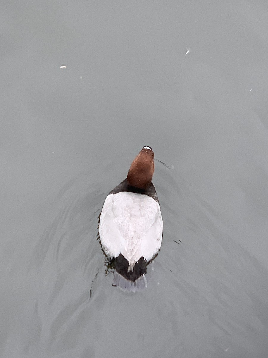 Common Pochard - ML571233291