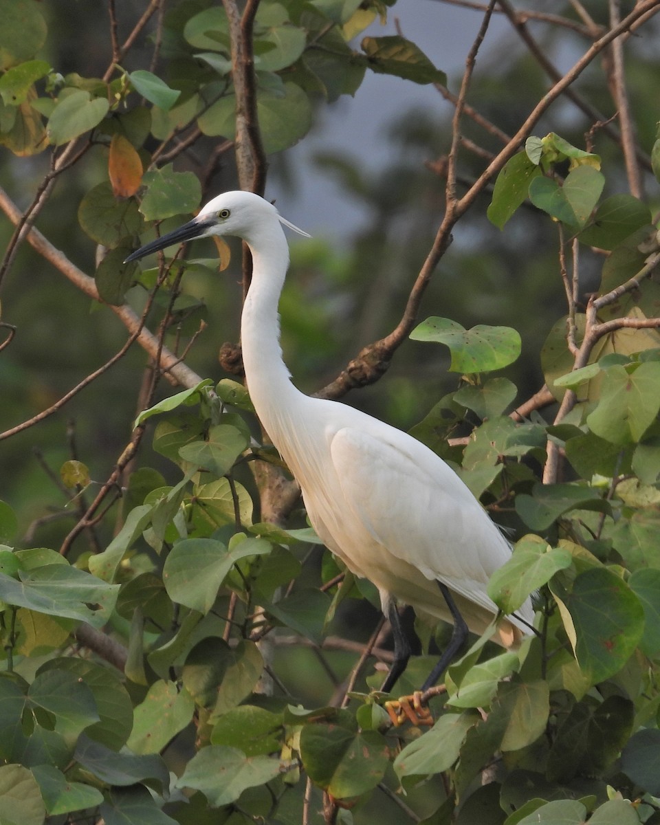 Little Egret - Ambady Sasi