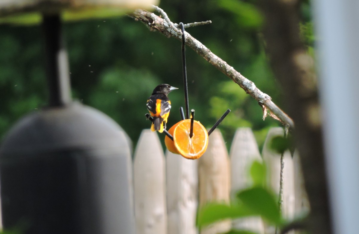 Baltimore Oriole - ML571234311