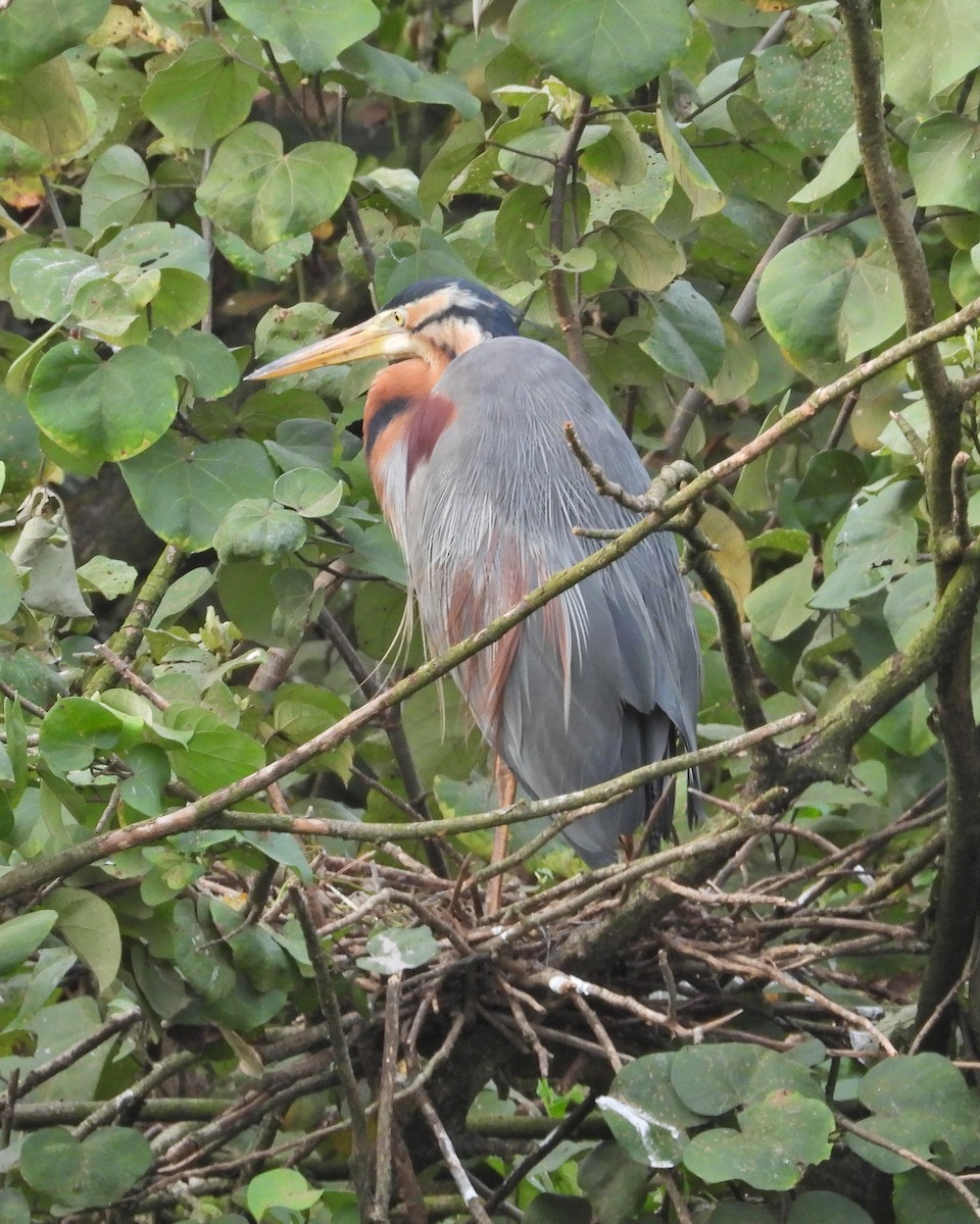 Purple Heron - ML571234481