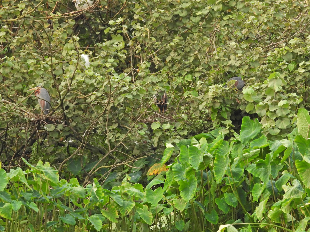 Purple Heron - Ambady Sasi