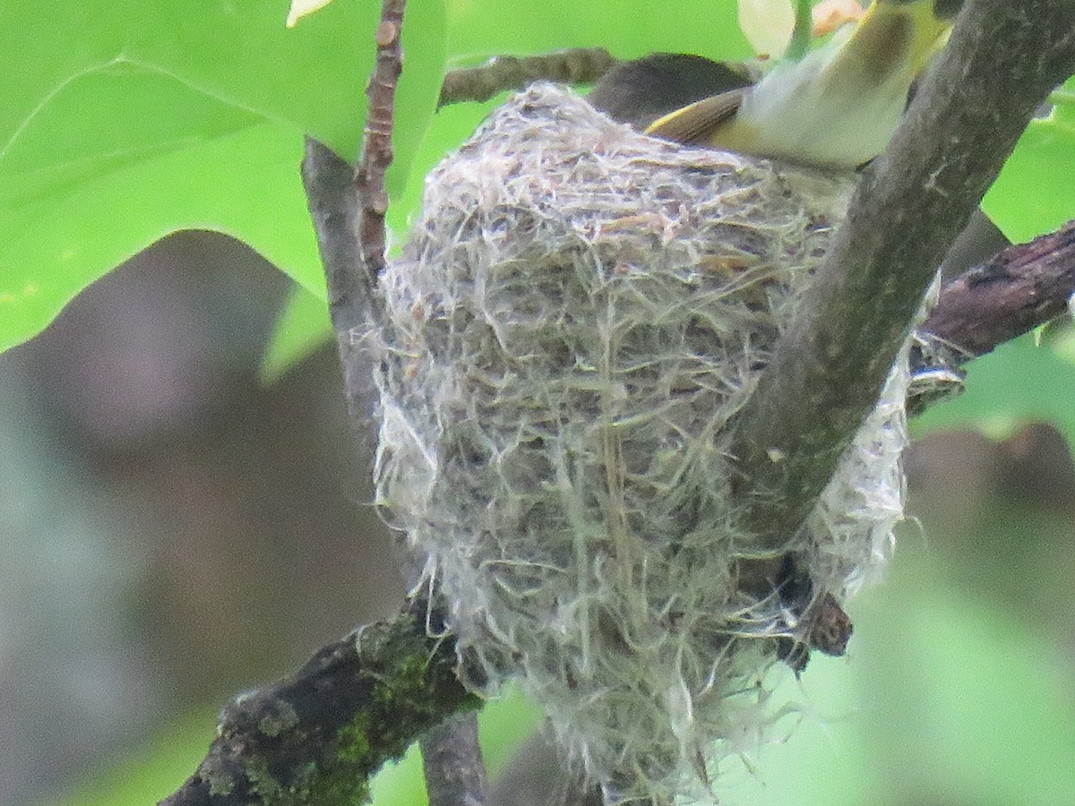 American Redstart - ML571235721