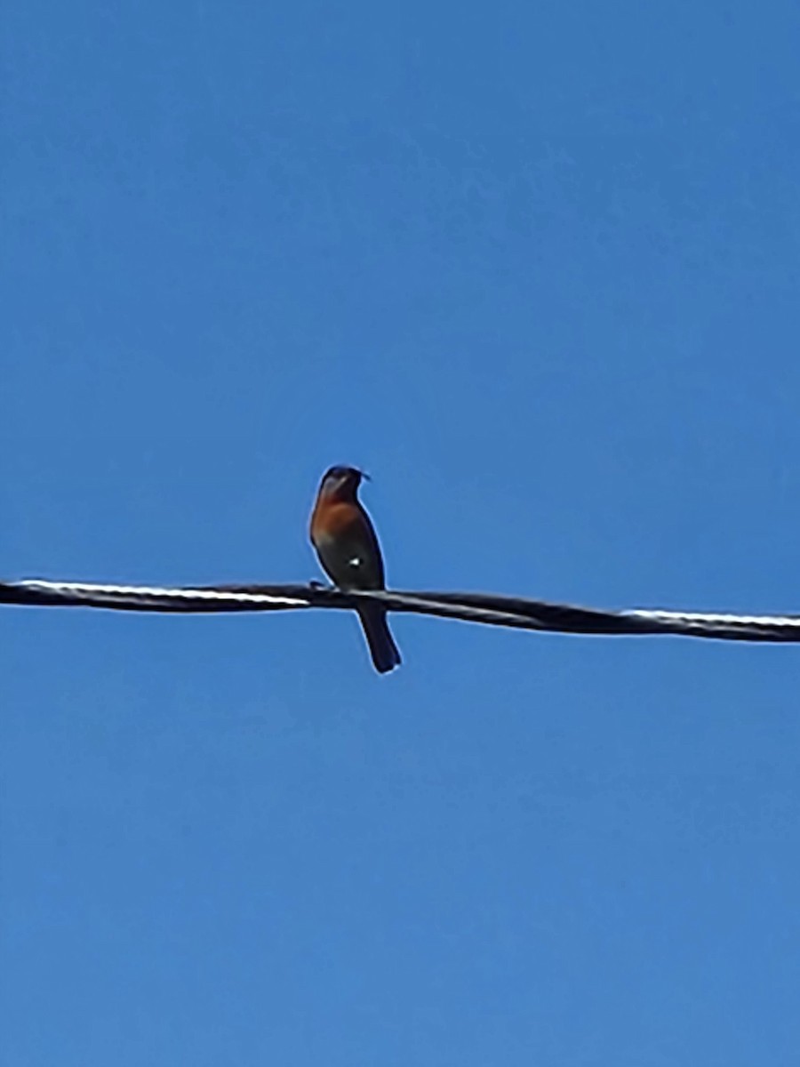 Eastern Bluebird - ML571236891