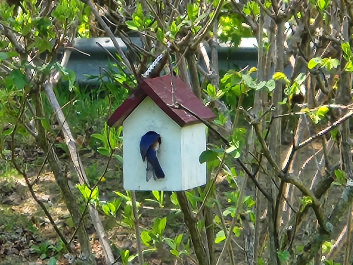 Eastern Bluebird - Sara Lozefski