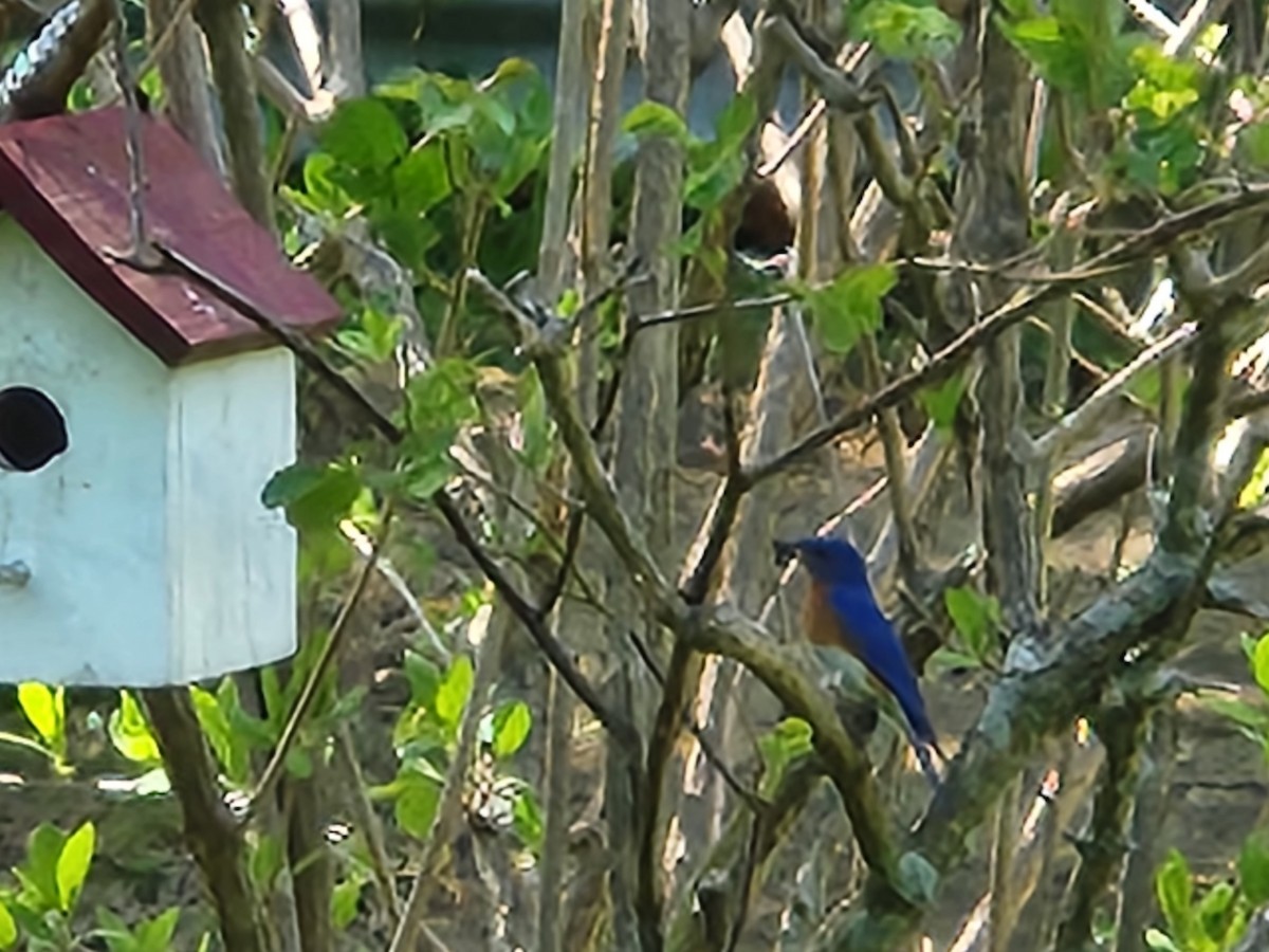 Eastern Bluebird - Sara Lozefski