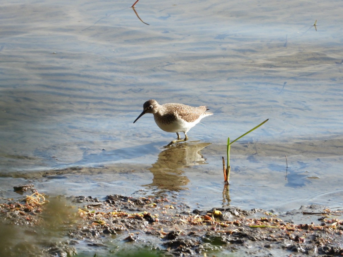 Solitary Sandpiper - ML571237301