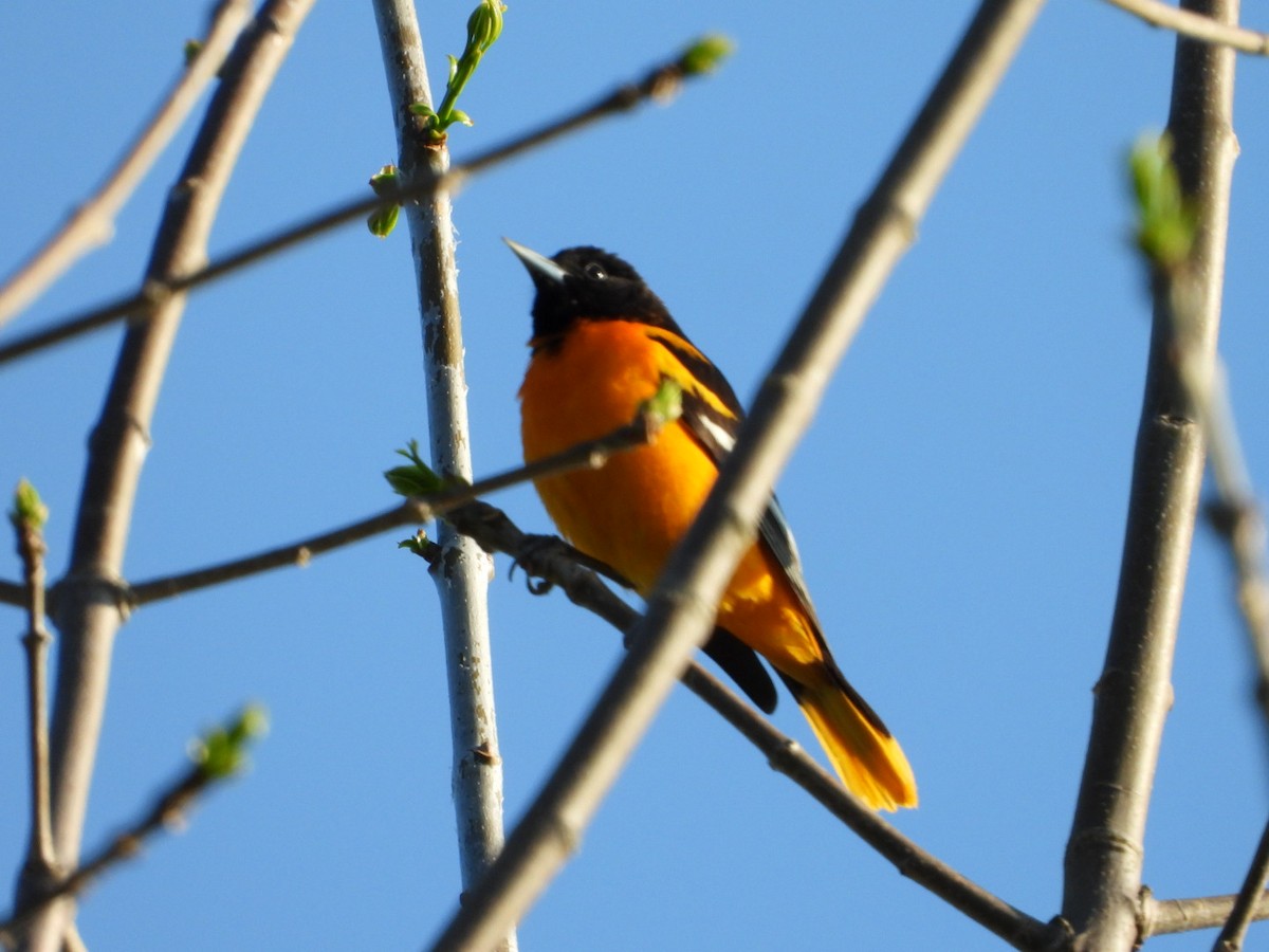 Oriole de Baltimore - ML571237691