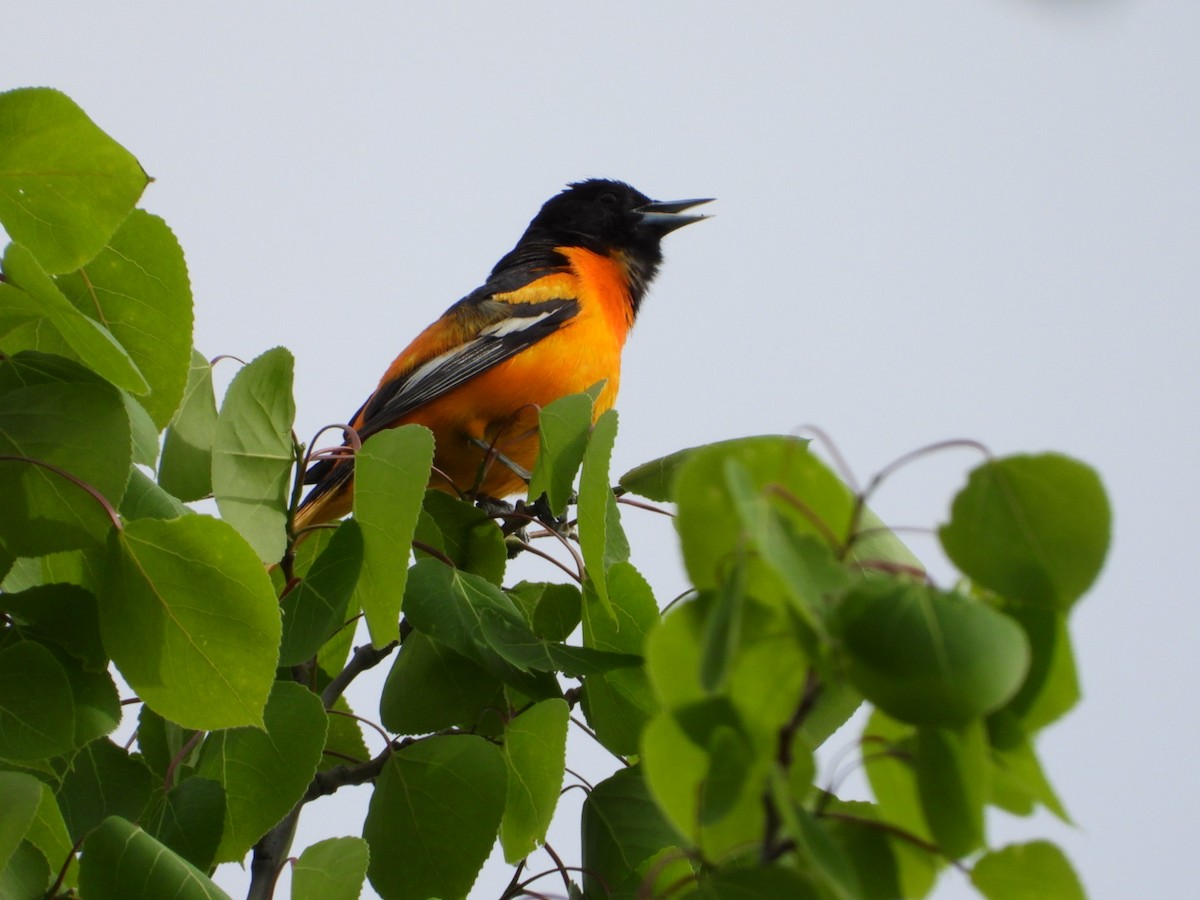 Baltimore Oriole - ML571237711