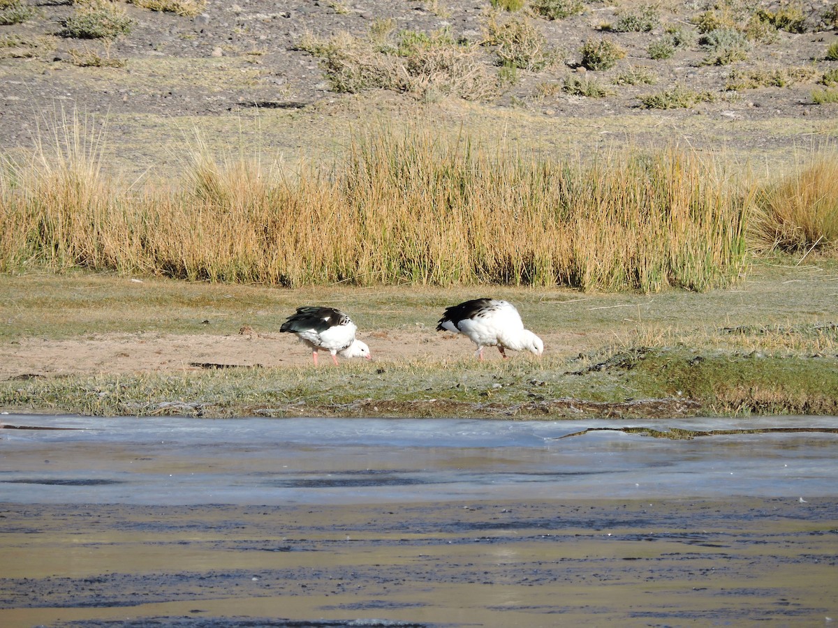 Andean Goose - ML571237861