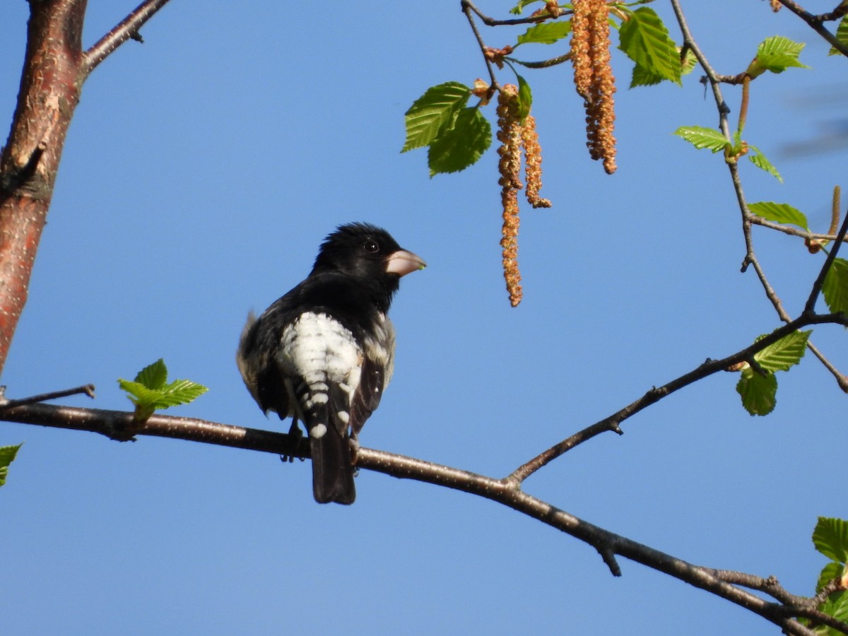 Rose-breasted Grosbeak - ML571237871