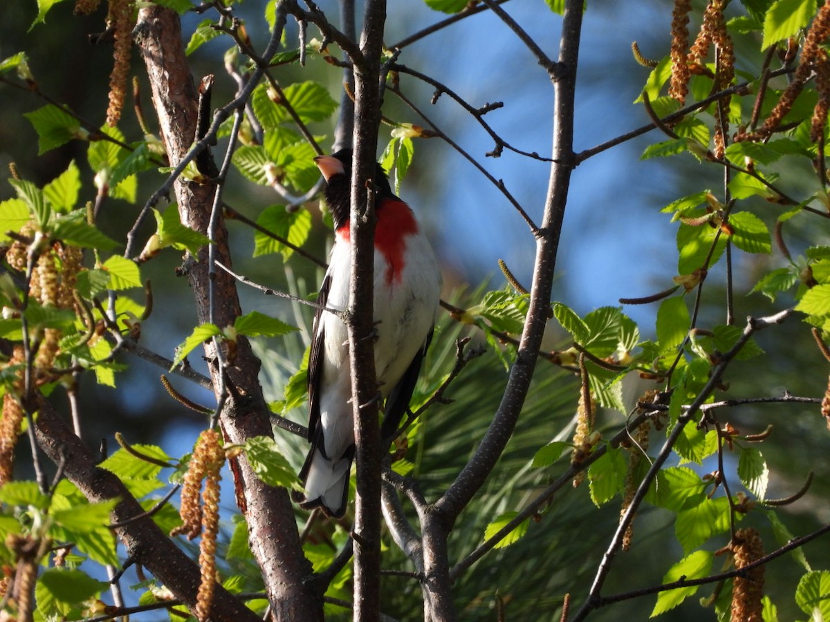 Cardinal à poitrine rose - ML571237881