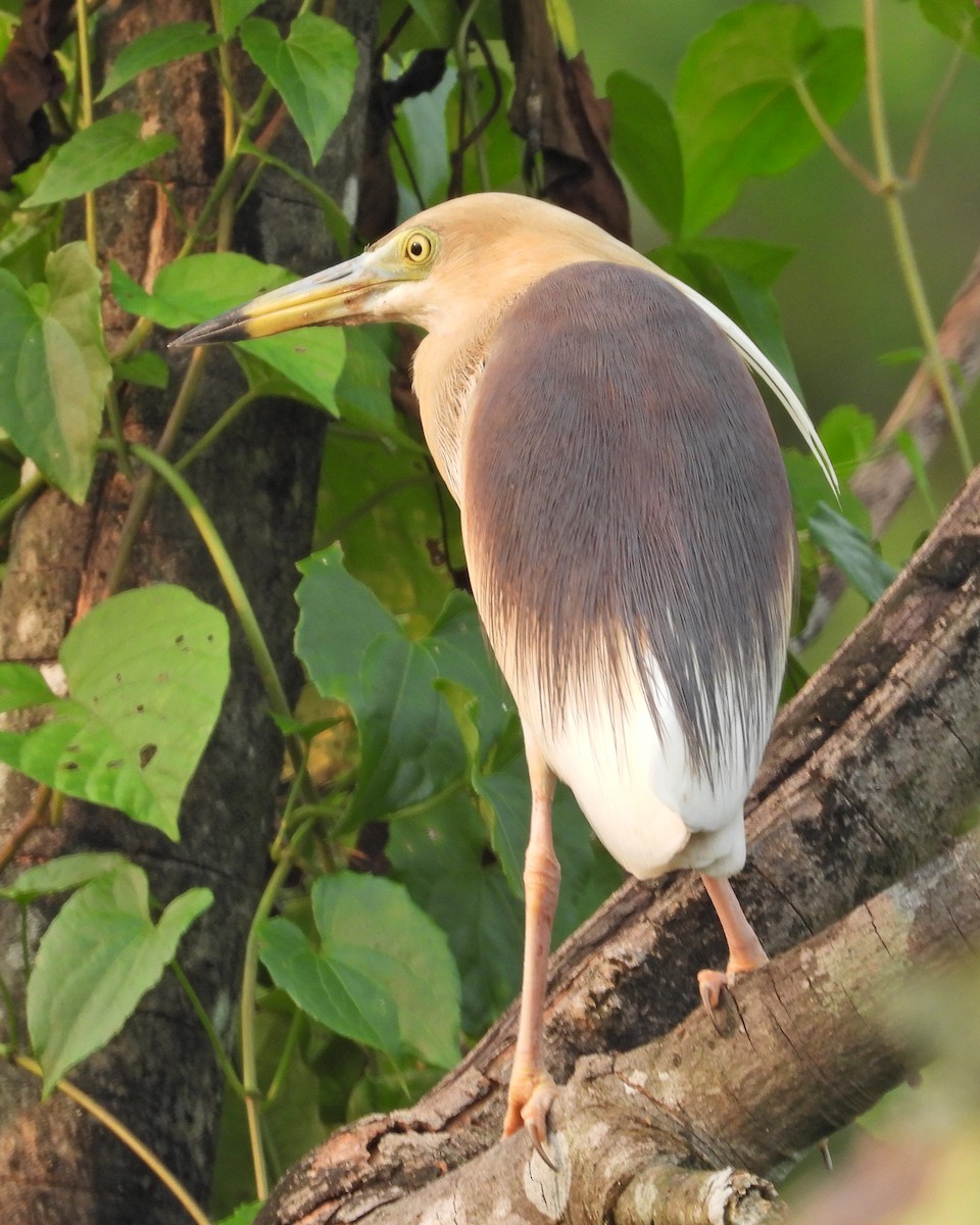 Indian Pond-Heron - Ambady Sasi