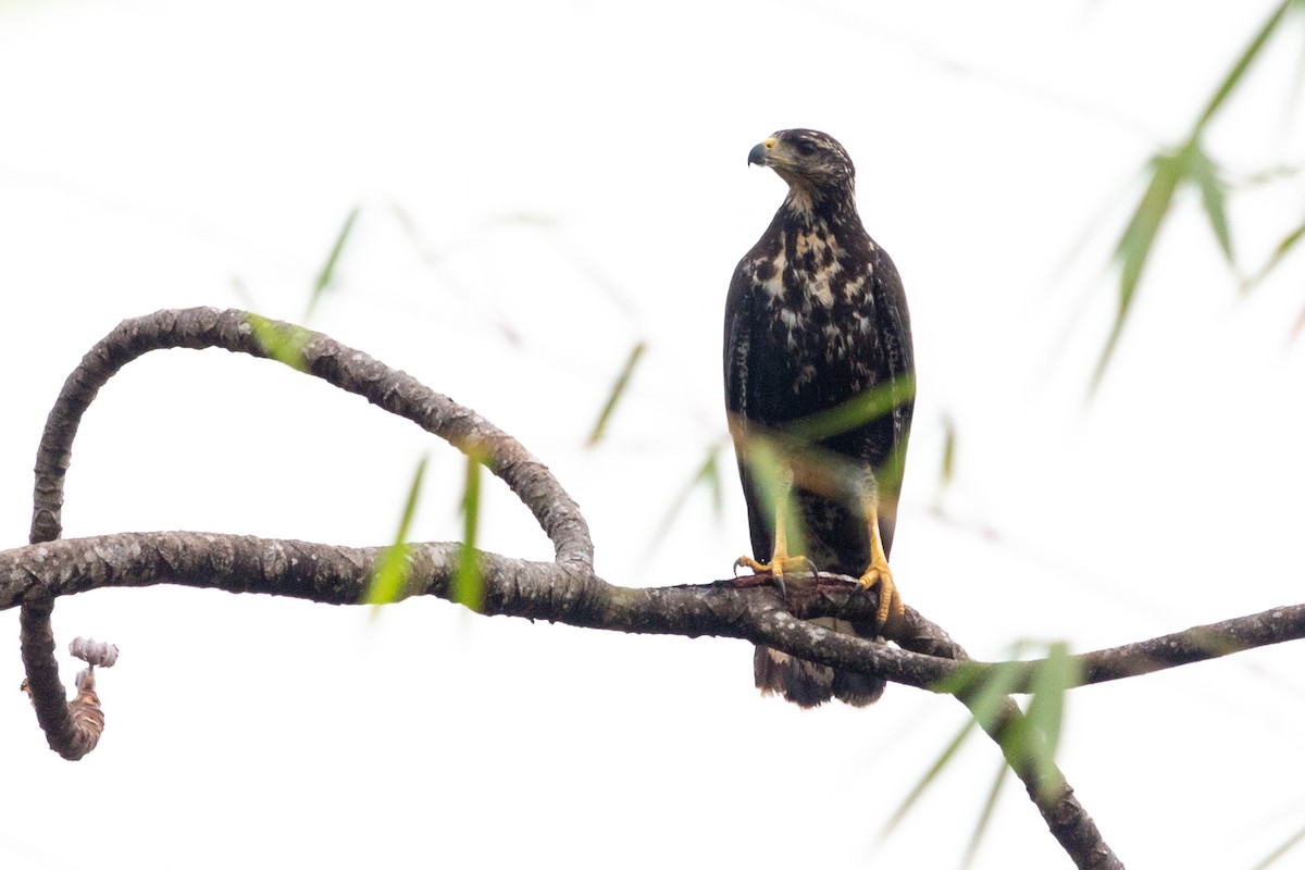 Great Black Hawk - ML571238561