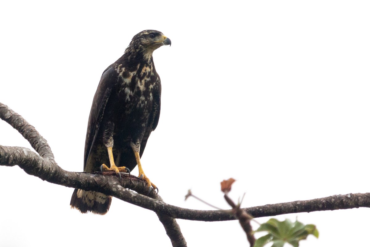 Great Black Hawk - ML571238571