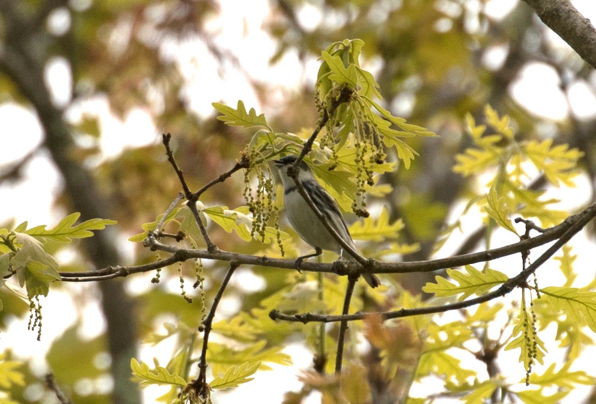 Cerulean Warbler - ML571238601