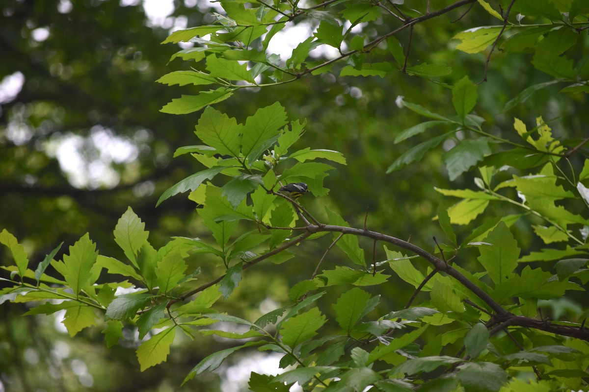 Magnolia Warbler - Ryan Van Manen