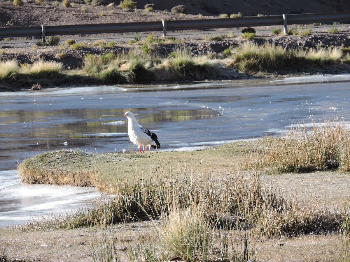 Andean Goose - ML571238891