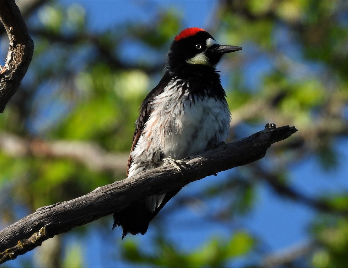 Acorn Woodpecker - ML571239961