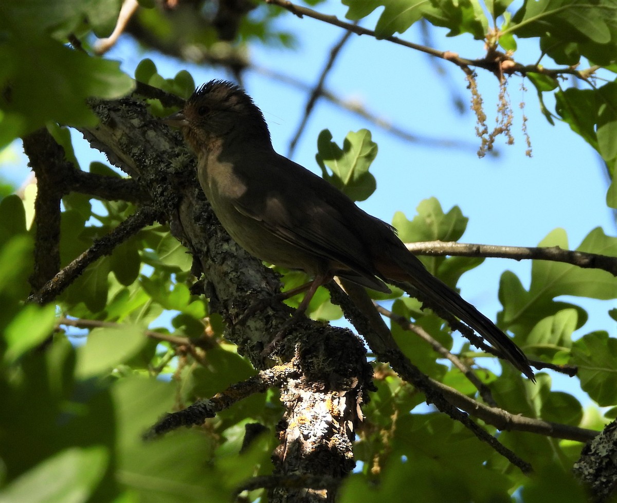 Ash-throated Flycatcher - ML571240321