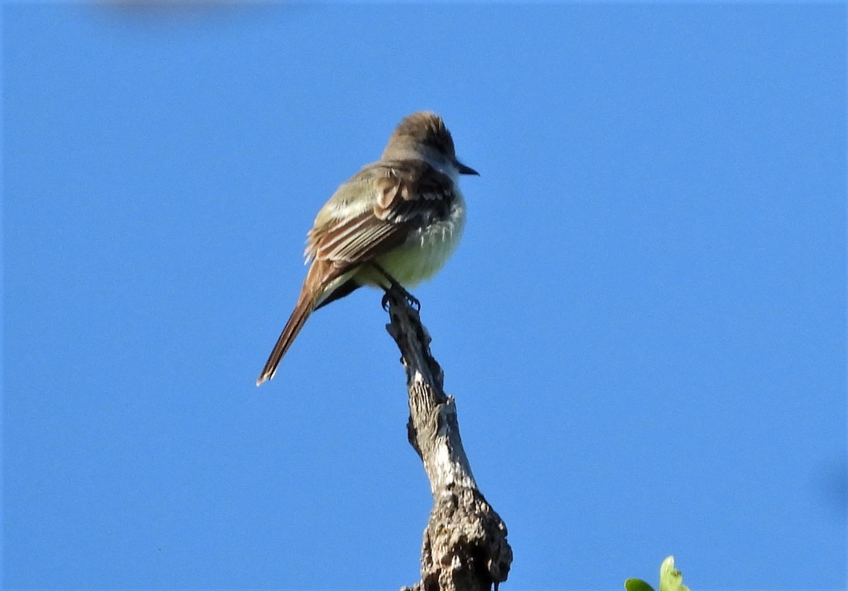 Western Kingbird - ML571240571