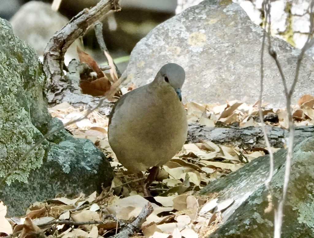 White-tipped Dove - ML571240841