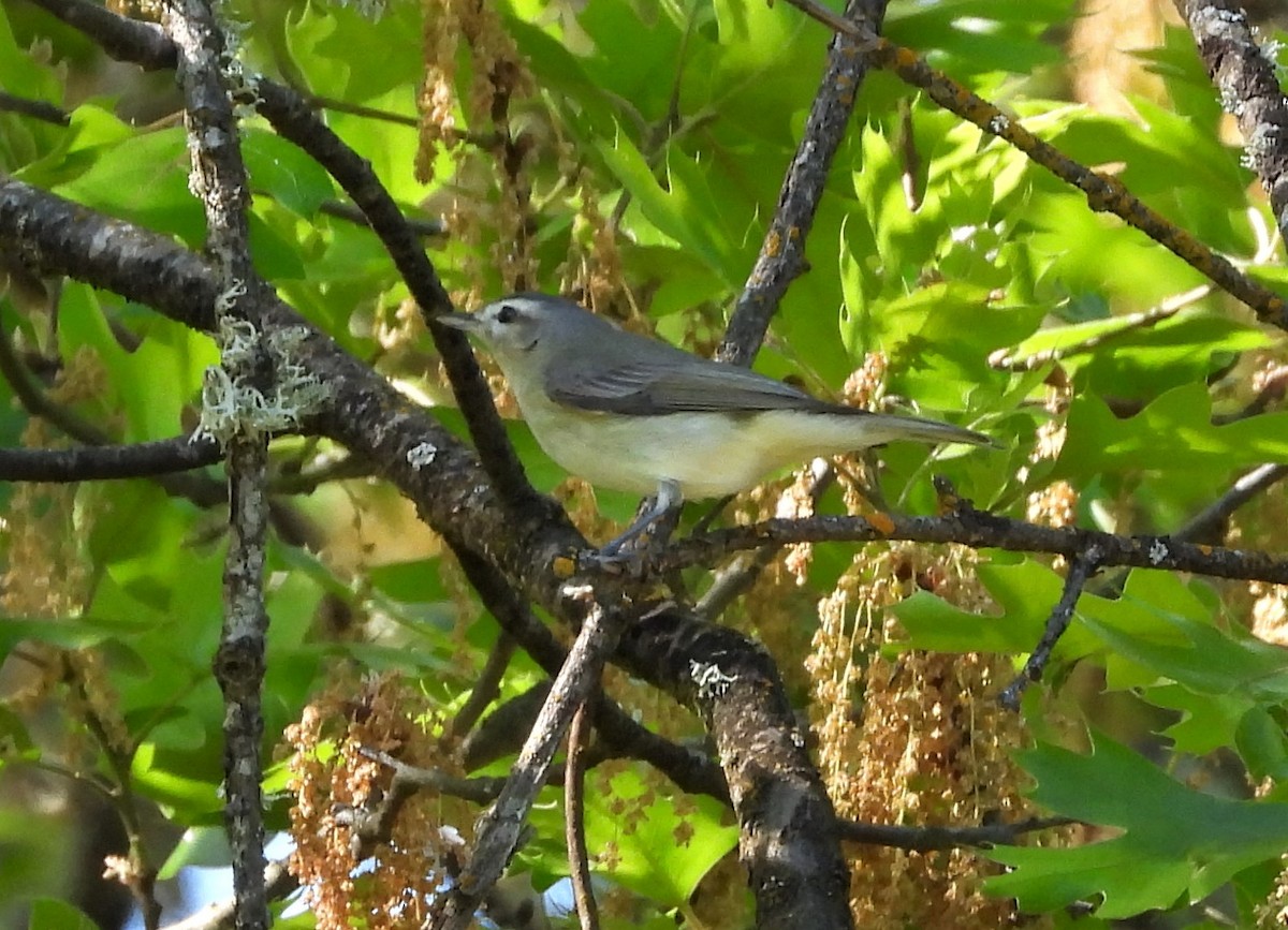 Warbling Vireo - ML571240951