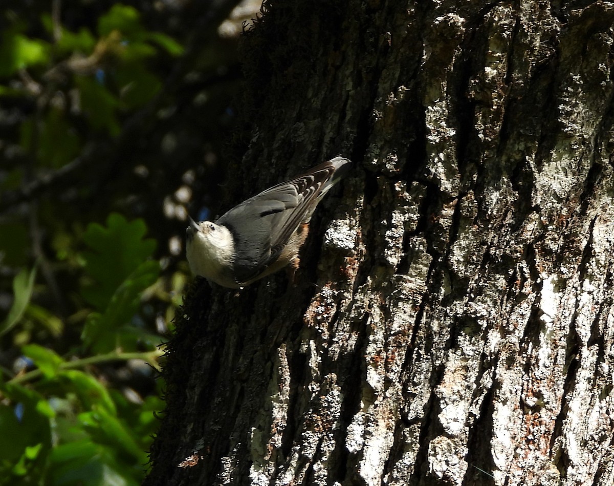 White-breasted Nuthatch - Glenn Pannier