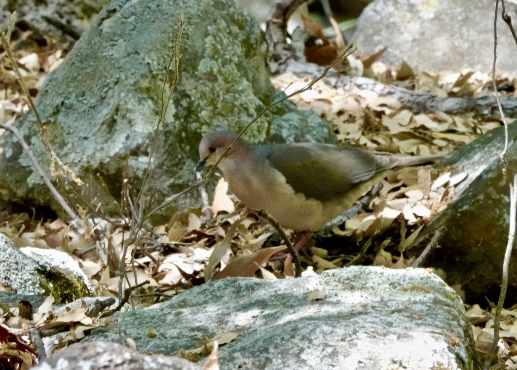 White-tipped Dove - ML571241271