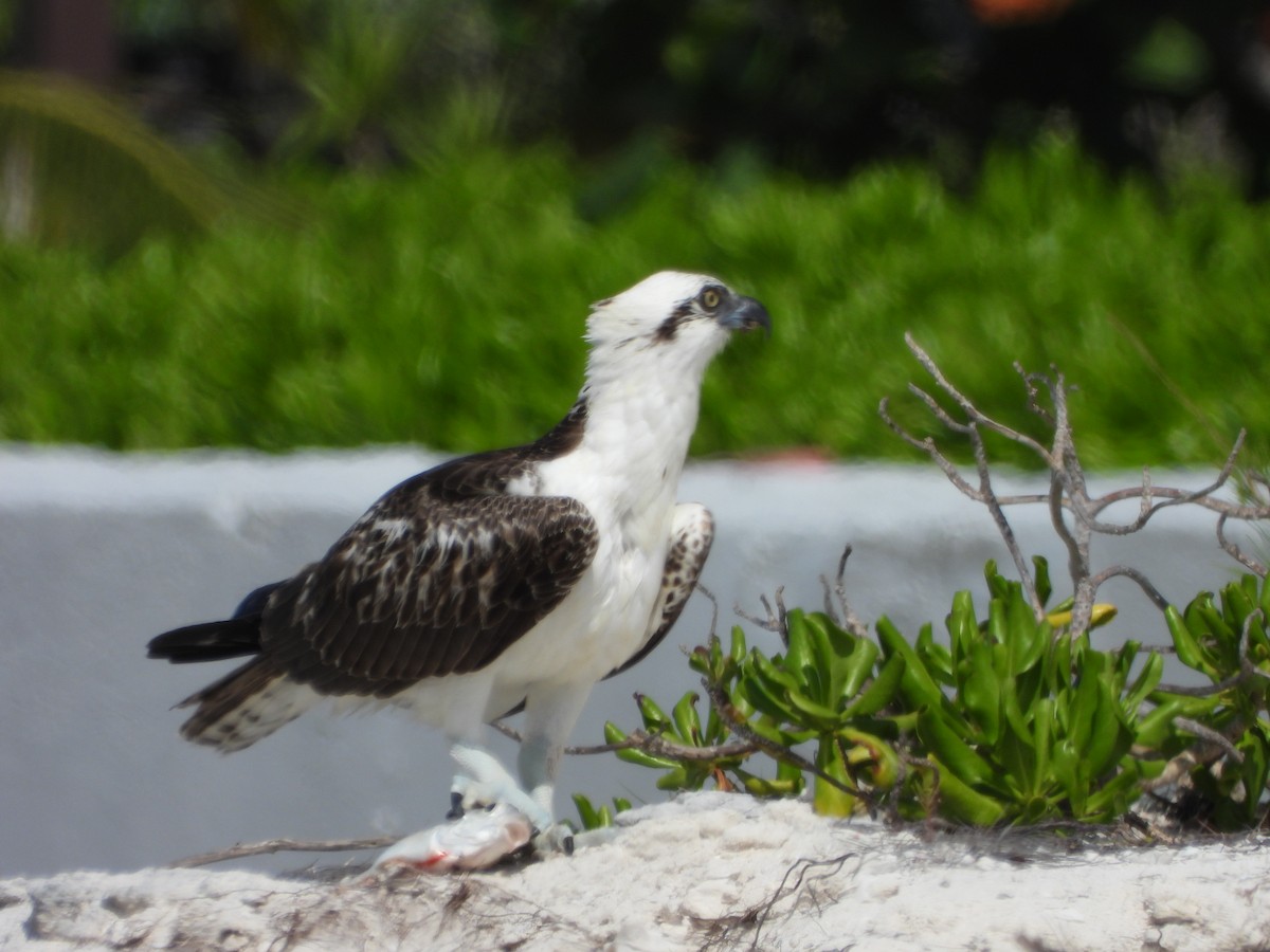 Osprey - Steven Oxley