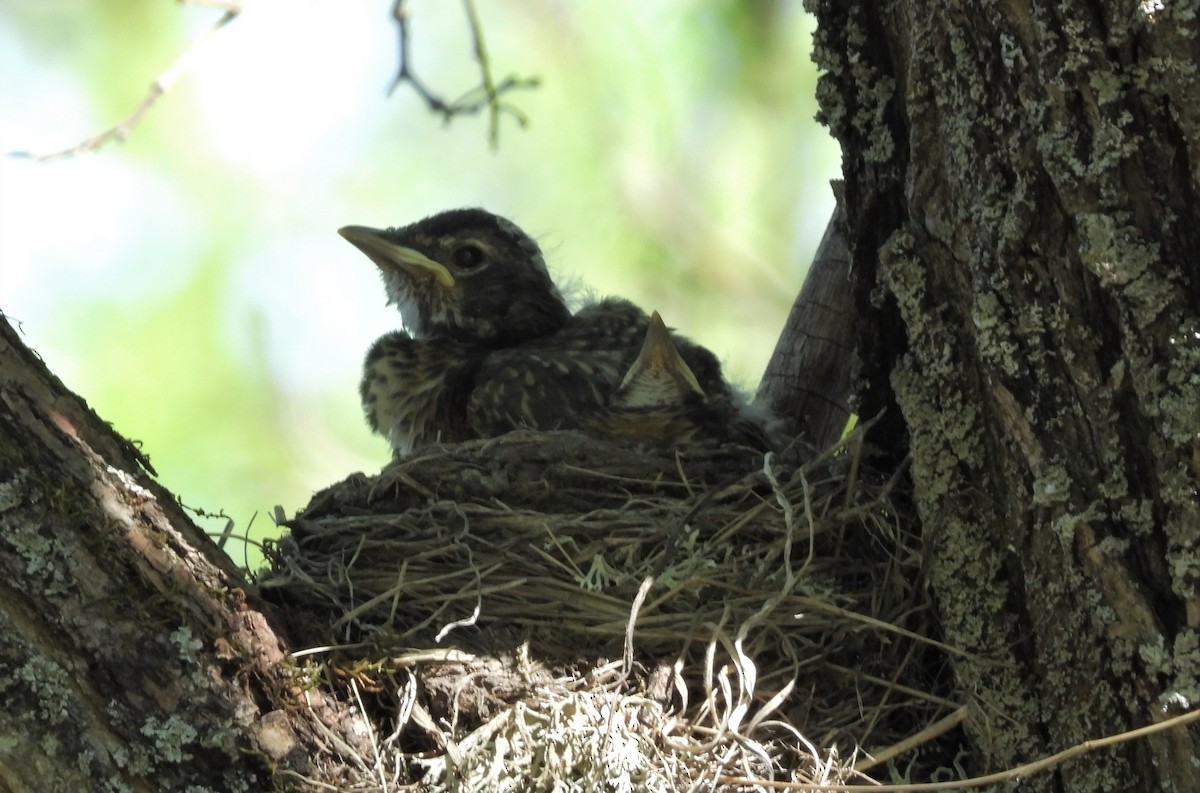 American Robin - ML571241411