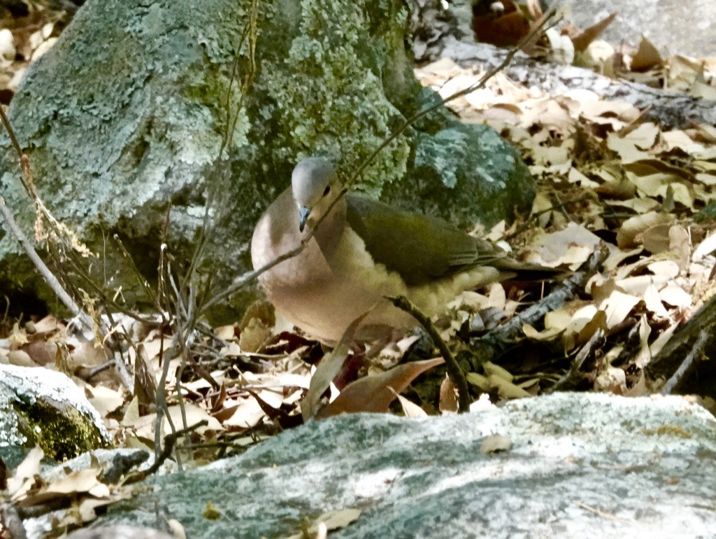 White-tipped Dove - ML571241541