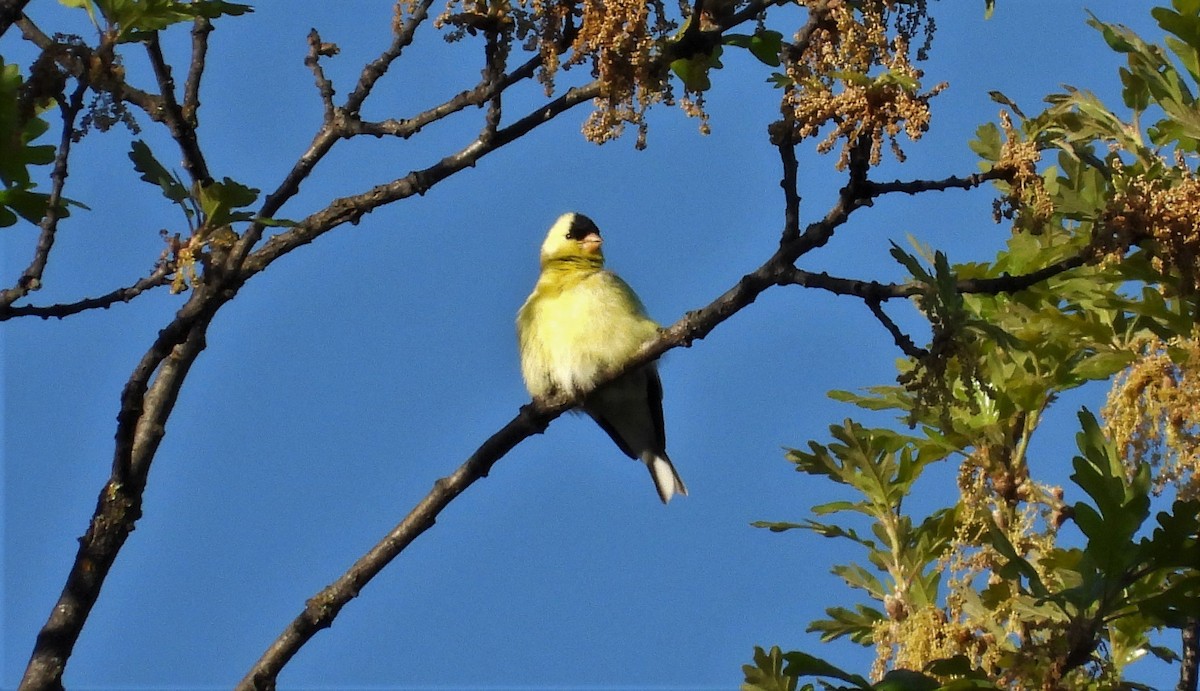 American Goldfinch - ML571241621