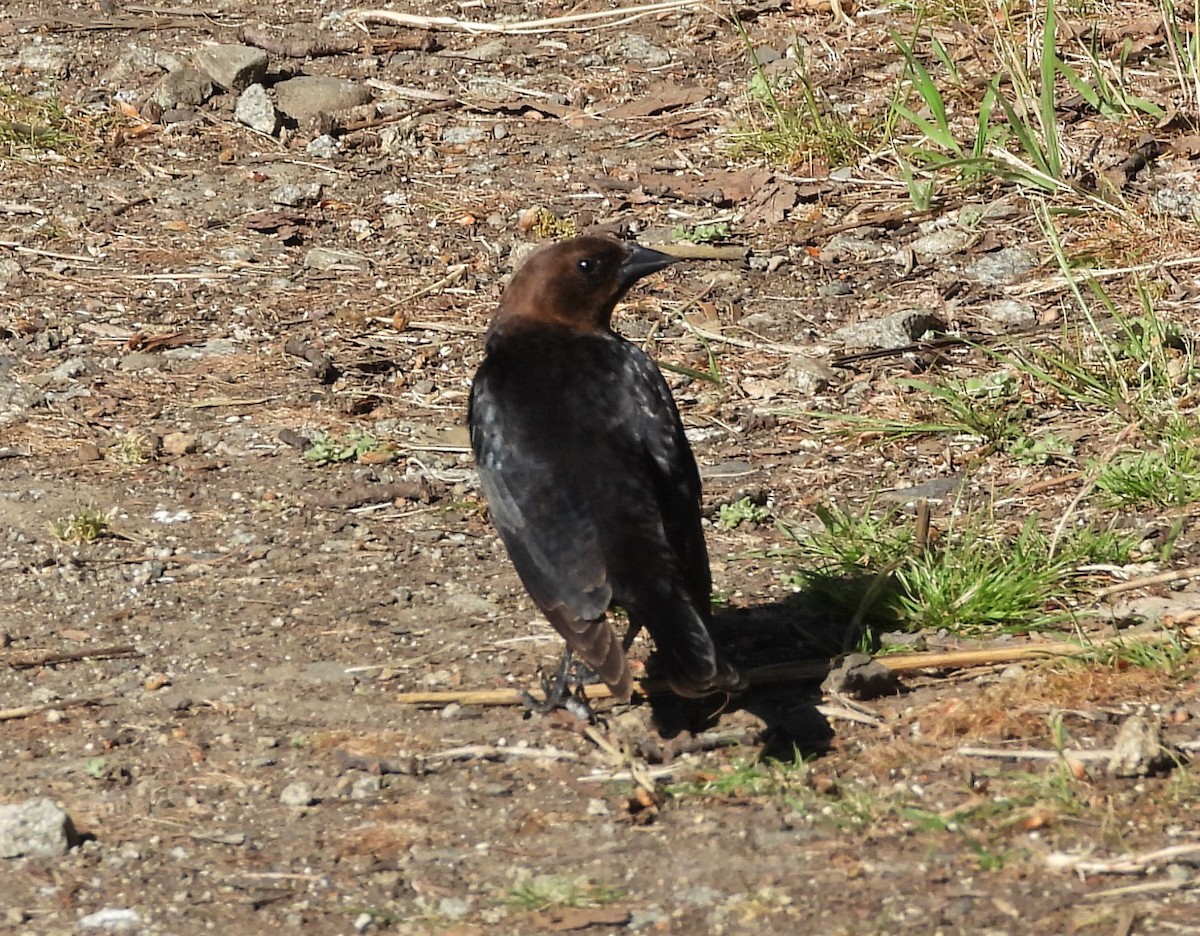 Brown-headed Cowbird - ML571241771