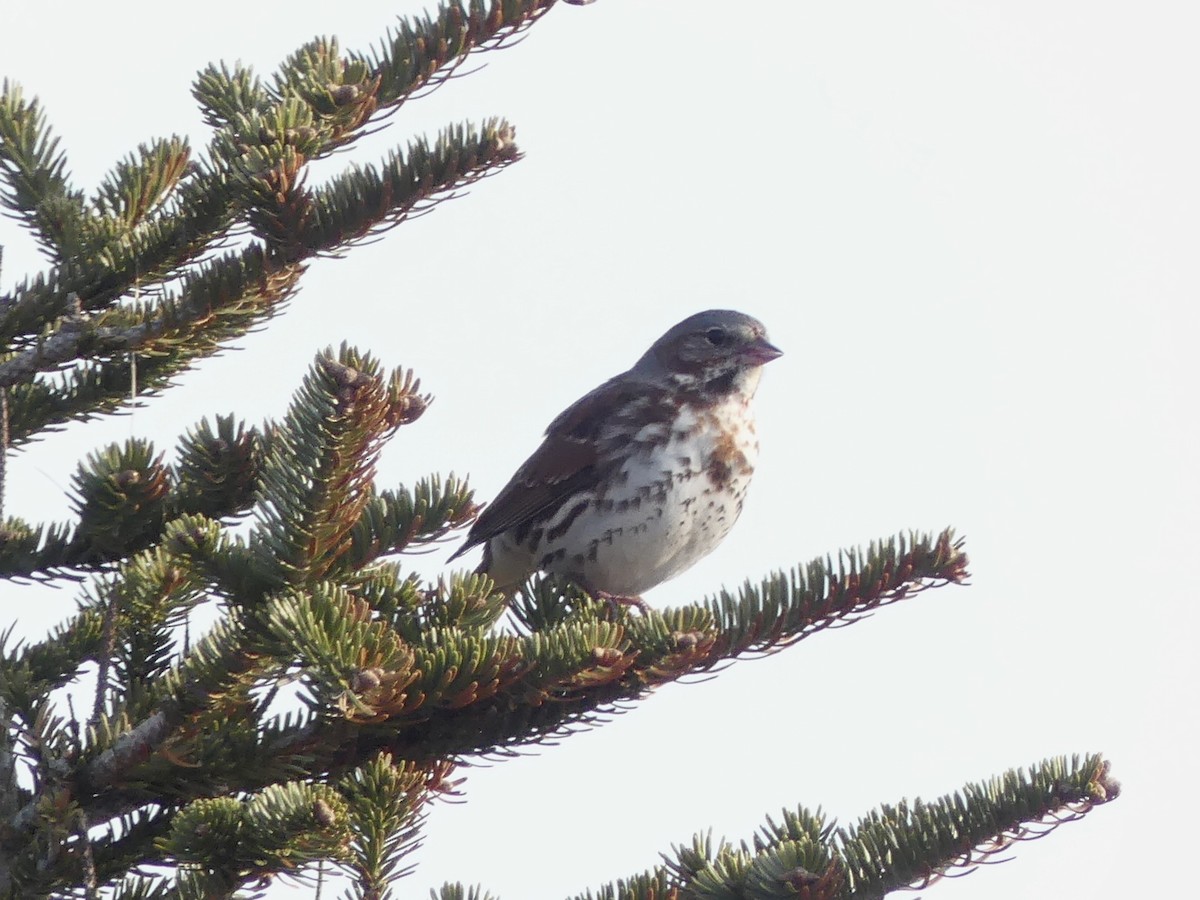 Fox Sparrow - ML571241821