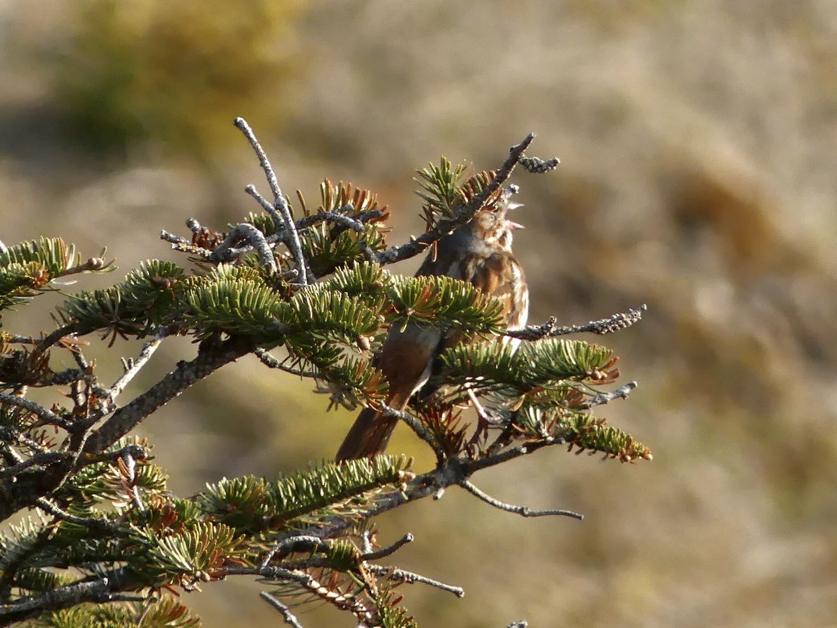 Fox Sparrow - ML571241831