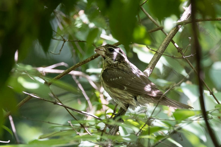 Rose-breasted Grosbeak - Sandra Rosenhouse