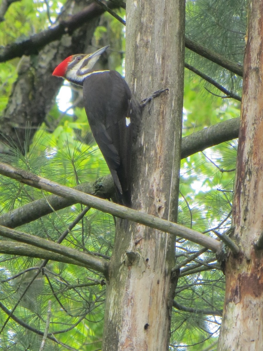 Pileated Woodpecker - ML57124231