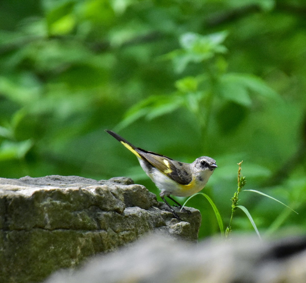 American Redstart - Jamie  McGuire