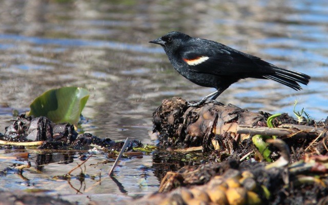 Red-winged Blackbird - L. Shay