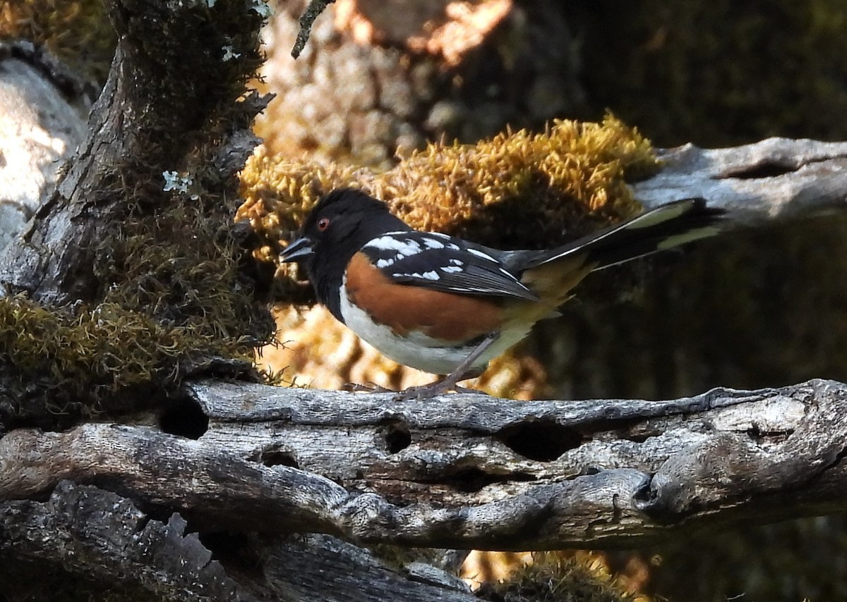 Spotted Towhee - ML571242971