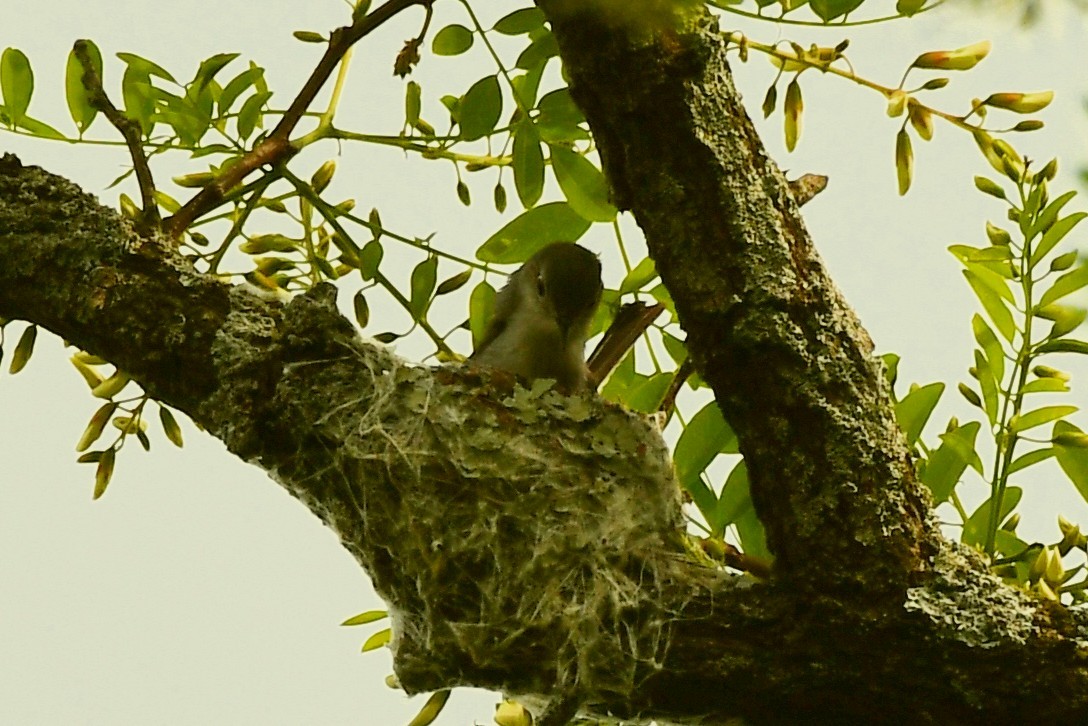 Blue-gray Gnatcatcher - ML571243201