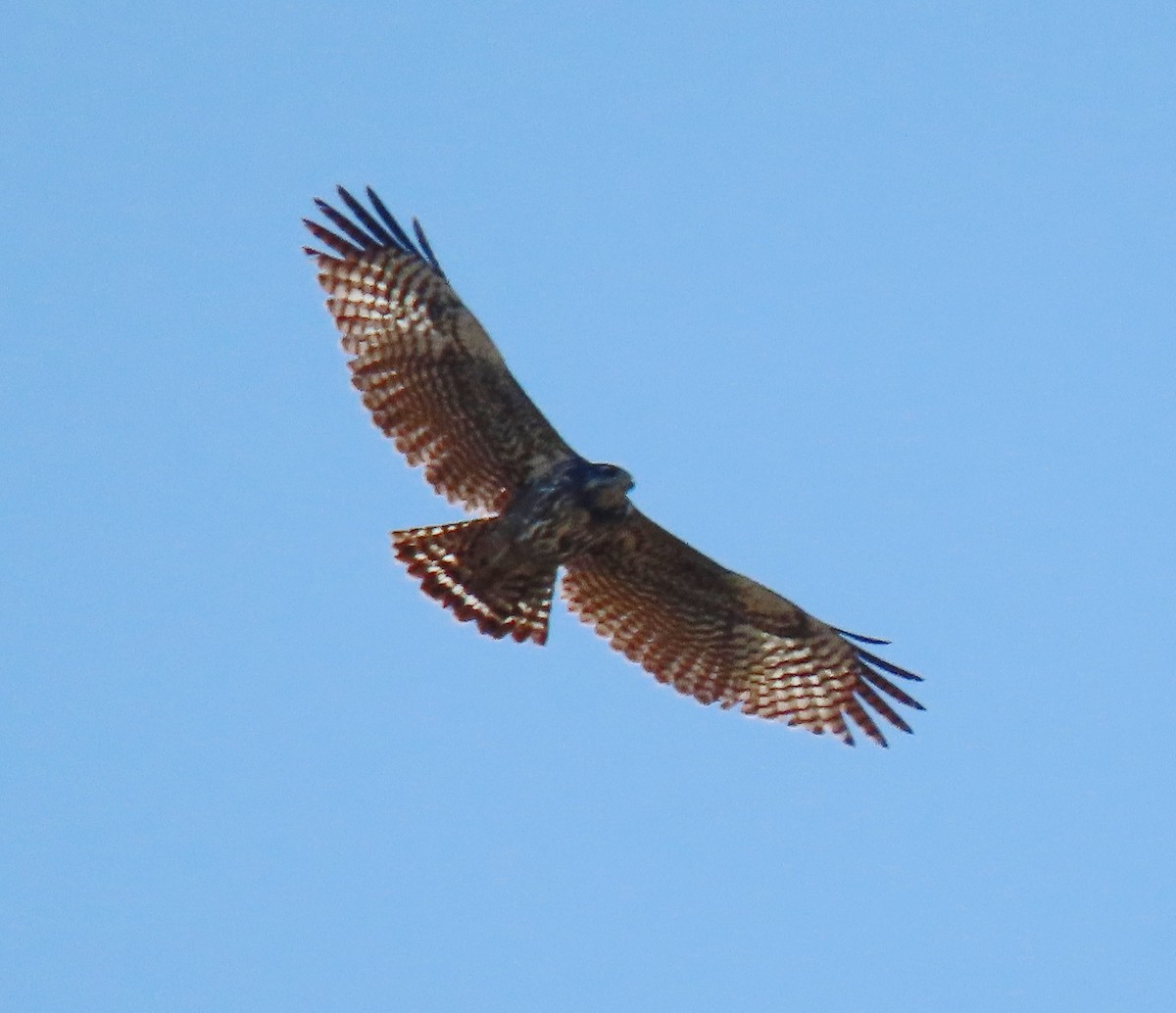 Common Black Hawk - ML571243371