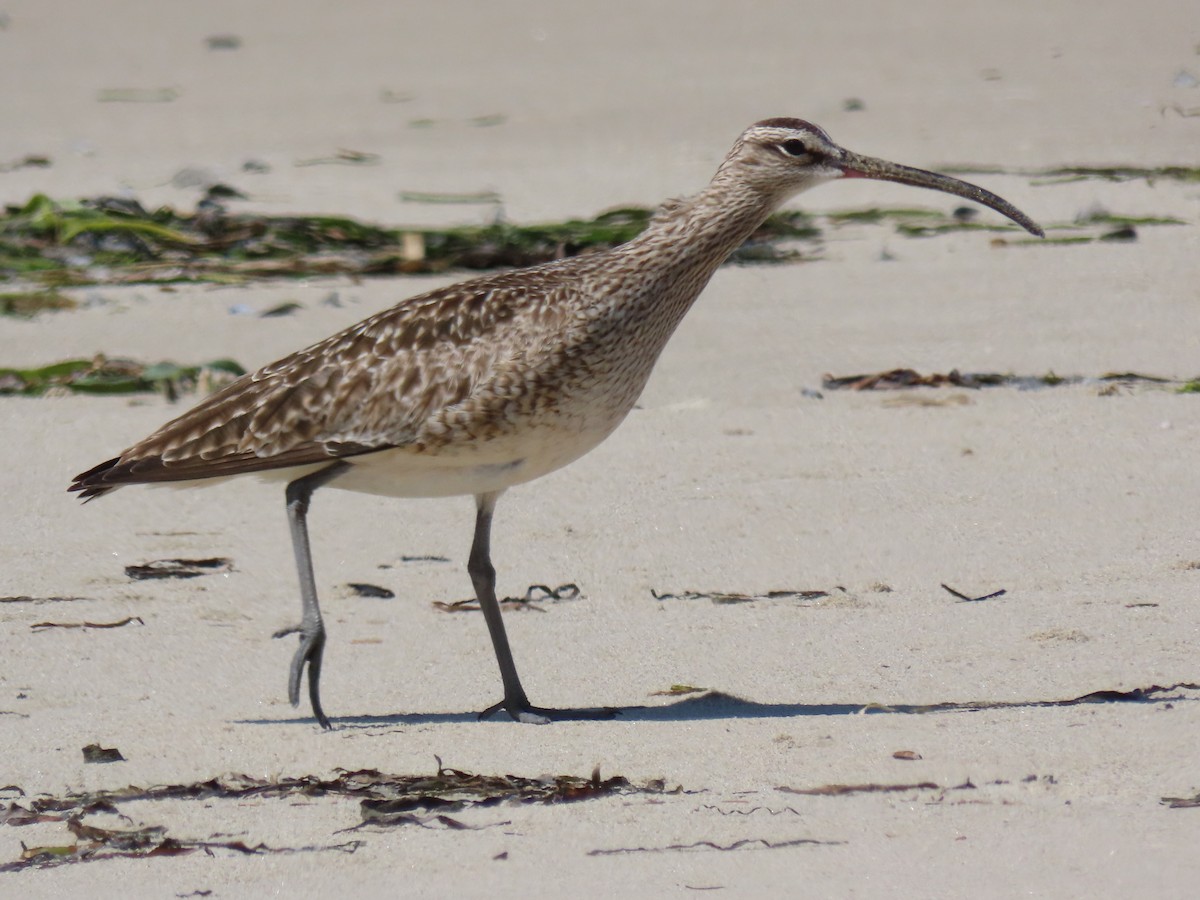 Whimbrel - ML571244111