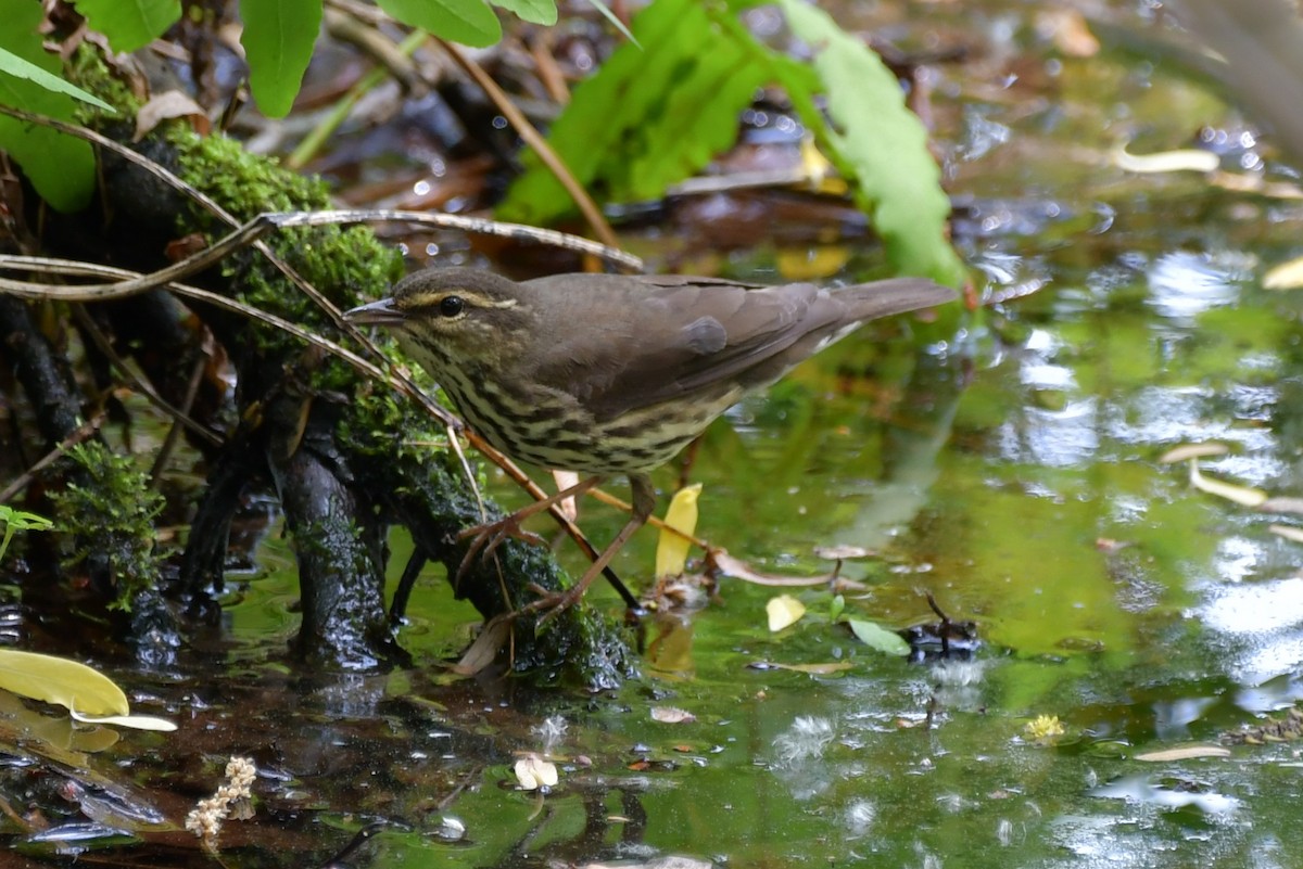 Northern Waterthrush - Kevin Kelly